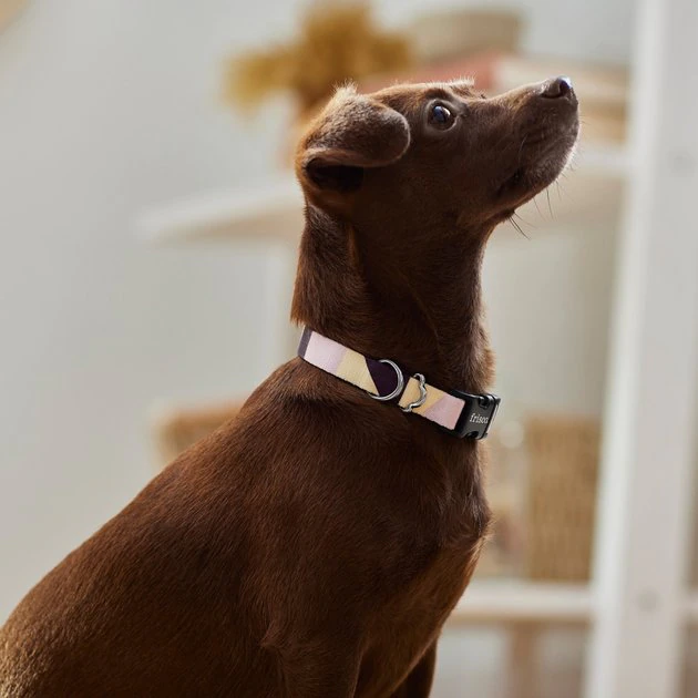 Frisco Purple Colorblock Dog Collar 6 Frisco Purple Colorblock Dog Collar - Image 4