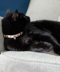 Frisco Fantastic Foxes Cat Collar, 8-12 Inches, 3/8-in wide -Pet Food Gear Shop 291318 PT3. SY630 V1629771142