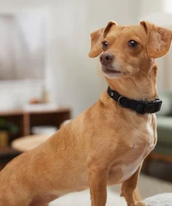 Frisco Monochromatic Dog Collar -Pet Food Gear Shop 291556 PT8. SY630 V1633121263