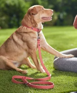 Frisco Monochromatic Dog Leash -Pet Food Gear Shop 291585 PT8. SY630 V1633121848