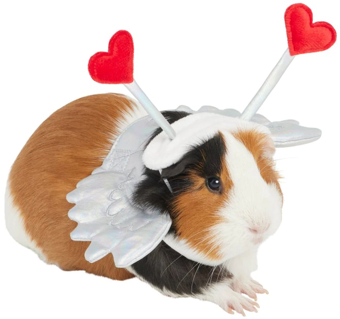 Frisco Guinea Pig Cupid Costume 3 Frisco Guinea Pig Cupid Costume