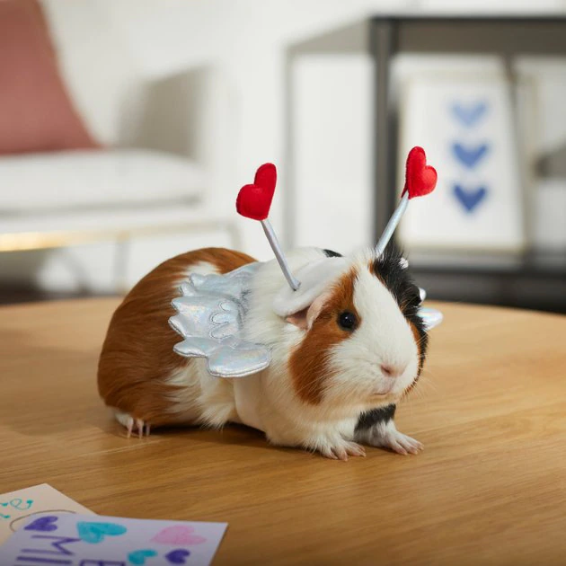 Frisco Guinea Pig Cupid Costume 7 Frisco Guinea Pig Cupid Costume - Image 5