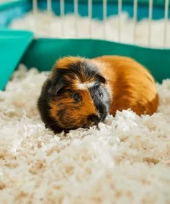 Frisco Corner Litter Box, Navy, X-Small + Small Animal Bedding, White -Pet Food Gear Shop 301918 PT8. SY630 V1644966090