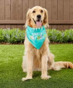 Frisco Birthday B&ana, X-Small/Small + Dog & Cat Hat, X-Small/Small 16 Frisco Birthday B&ana, X-Small/Small + Dog & Cat Hat, X-Small/Small -Pet Food Gear Shop 302374 PT5. SY630 V1633061801