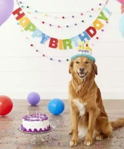 Frisco Birthday B&ana, X-Small/Small + Dog & Cat Hat, X-Small/Small 17 Frisco Birthday B&ana, X-Small/Small + Dog & Cat Hat, X-Small/Small -Pet Food Gear Shop 302374 PT6. SY630 V1633067816