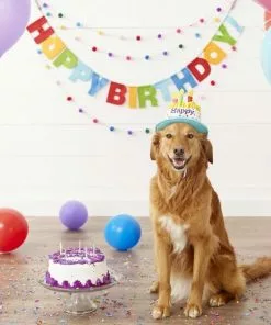 Frisco Birthday Cake Hat, X-Small/Small + Dog & Cat T-Shirt, Blue 14 Frisco Birthday Cake Hat, X-Small/Small + Dog & Cat T-Shirt, Blue -Pet Food Gear Shop 302392 PT3. SY630 V1623056560