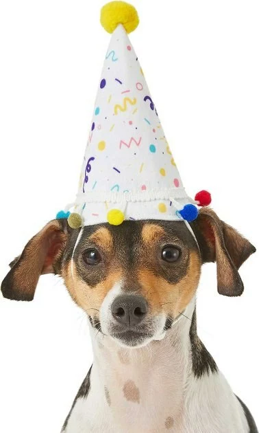 Frisco Confetti Birthday Hat, Small/Medium + Dog & Cat T-Shirt, Pink 4 Frisco Confetti Birthday Hat, Small/Medium + Dog & Cat T-Shirt, Pink - Image 2