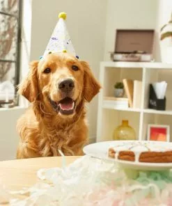 Frisco Confetti Birthday Hat, Small/Medium + Dog & Cat T-Shirt, Pink 14 Frisco Confetti Birthday Hat, Small/Medium + Dog & Cat T-Shirt, Pink -Pet Food Gear Shop 302446 PT3. SY630 V1623070956