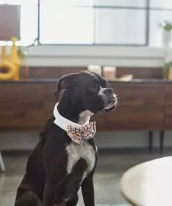 Frisco Plaid Dog & Cat Bow Tie, Orange & Blue + Polka Dot, Navy -Pet Food Gear Shop 302784 PT4. SY630 V1623088342