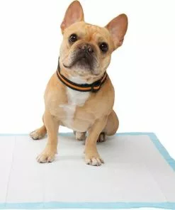 Frisco Dog Training & Potty Pads, 22 x 23-in, 150 count, Unscented + Multi-Surface Cleaning Citrus Scented Wipes 14 Frisco Dog Training & Potty Pads, 22 x 23-in, 150 count, Unscented + Multi-Surface Cleaning Citrus Scented Wipes -Pet Food Gear Shop 303400 PT4. SY630 V1623089554