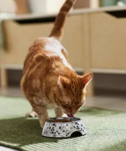 Frisco Terrazzo Design Stainless Steel Dog & Cat Bowl -Pet Food Gear Shop 311955 PT3. SY630 V1642535575