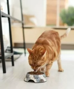 Frisco Animal Design Stainless Steel Dog & Cat Bowl -Pet Food Gear Shop 311959 PT3. SY630 V1642542458