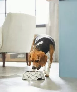 Frisco Moroccan Design Stainless Steel Dog & Cat Bowl -Pet Food Gear Shop 311963 PT2. SY630 V1642542922