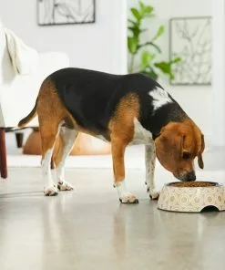 Frisco Circle Design Stainless Steel Dog & Cat Bowl 12 Frisco Circle Design Stainless Steel Dog & Cat Bowl -Pet Food Gear Shop 311967 PT2. SY630 V1642542871