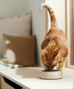 Frisco Circle Design Stainless Steel Dog & Cat Bowl 13 Frisco Circle Design Stainless Steel Dog & Cat Bowl -Pet Food Gear Shop 311967 PT3. SY630 V1642542535