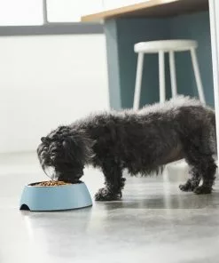 Frisco Coral Design Stainless Steel Dog & Cat Bowl, Teal 12 Frisco Coral Design Stainless Steel Dog & Cat Bowl, Teal -Pet Food Gear Shop 311971 PT2. SY630 V1642542820