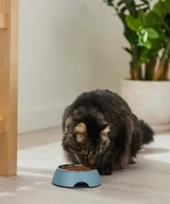 Frisco Coral Design Stainless Steel Dog & Cat Bowl, Teal 13 Frisco Coral Design Stainless Steel Dog & Cat Bowl, Teal -Pet Food Gear Shop 311971 PT3. SY630 V1642542516