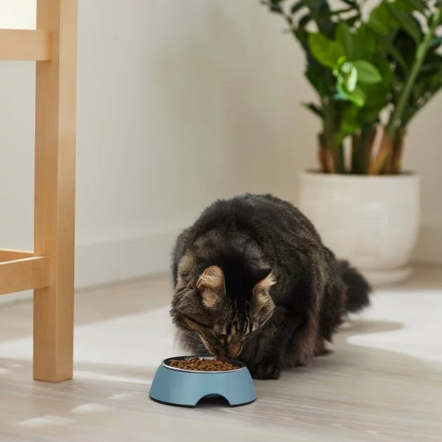 Frisco Coral Design Stainless Steel Dog & Cat Bowl, Teal 6 Frisco Coral Design Stainless Steel Dog & Cat Bowl, Teal - Image 4