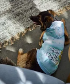 Frisco Just Chillin Dog & Cat Hoodie -Pet Food Gear Shop 312232 PT8. SY630 V1644881824