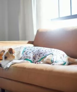 Frisco Rainbow Dog & Cat PJs -Pet Food Gear Shop 312280 PT8. SY630 V1644886098