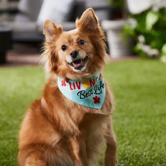 Frisco Living My Best Life Dog & Cat Bandana 8 Frisco Living My Best Life Dog & Cat Bandana - Image 6