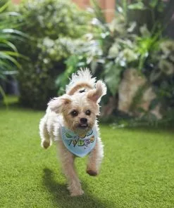 Frisco Good Vibes Dog & Cat Bandana -Pet Food Gear Shop 312297 PT8. SY630 V1644881220