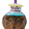 Frisco Happy Birthday Guinea Pig Hat -Pet Food Gear Shop 313132 MAIN. SY630 V1644431489