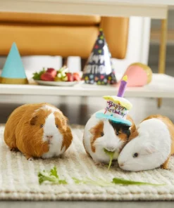 Frisco Happy Birthday Guinea Pig Hat 9 Frisco Happy Birthday Guinea Pig Hat -Pet Food Gear Shop 313132 PT8. SY630 V1644526064