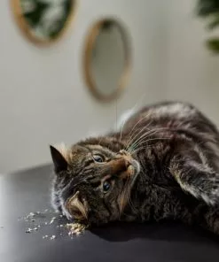 Frisco Natural Catnip 10 Frisco Natural Catnip -Pet Food Gear Shop 316067 PT3. SY630 V1634850389