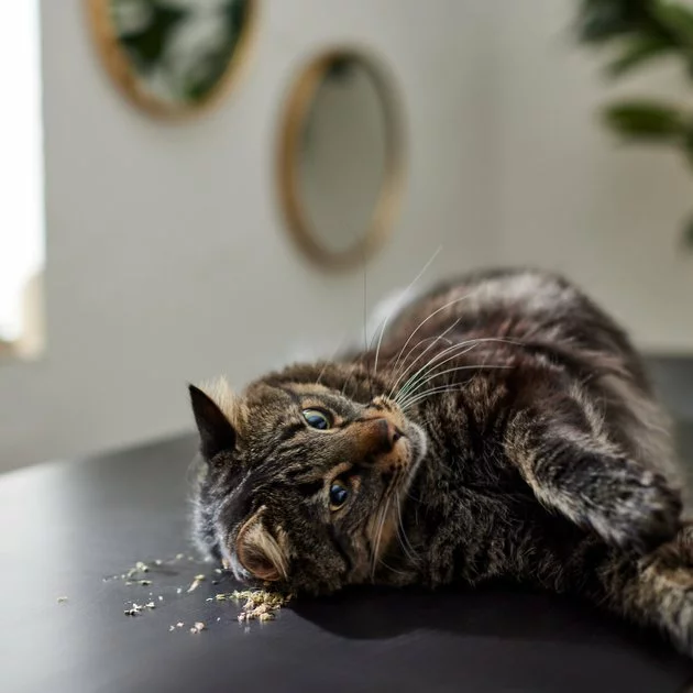 Frisco Natural Catnip 6 Frisco Natural Catnip - Image 4