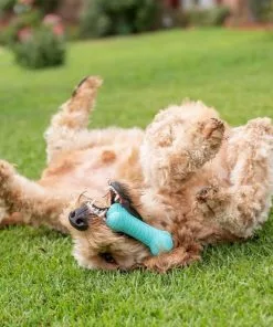 Frisco||Playology Frisco Fetch Squeaking Colorful Tennis Ball, 3-Pack + Playology All Natural Dual Layer Bone Dog Toy, Large, Peanut Butter Scented -Pet Food Gear Shop 319022 PT6. SY630 V1630561003