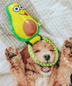 Frisco||Avo Doggo Frisco Hide and Seek Plush Guacamole Toy + Avo Doggo Avocado Dog Tug Toy 18 Frisco||Avo Doggo Frisco Hide and Seek Plush Guacamole Toy + Avo Doggo Avocado Dog Tug Toy -Pet Food Gear Shop 319052 PT7. SY630 V1630561579