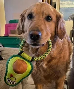 Frisco||Avo Doggo Frisco Hide and Seek Plush Guacamole Toy + Avo Doggo Avocado Dog Tug Toy 19 Frisco||Avo Doggo Frisco Hide and Seek Plush Guacamole Toy + Avo Doggo Avocado Dog Tug Toy -Pet Food Gear Shop 319052 PT8. SY630 V1630559470