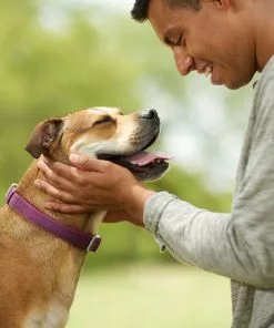 Frisco Outdoor Comfort Print Nylon Padded Collar, Large, Neck: 18 -26-in, Width: 1-in + Outdoor Ultra Reflective Rope Leash With Padded Handle, Boysenberry Purple, 6 - ft 15 Frisco Outdoor Comfort Print Nylon Padded Collar, Large, Neck: 18 -26-in, Width: 1-in + Outdoor Ultra Reflective Rope Leash With Padded Handle, Boysenberry Purple, 6 - ft -Pet Food Gear Shop 319070 PT4. SY630 V1631148368