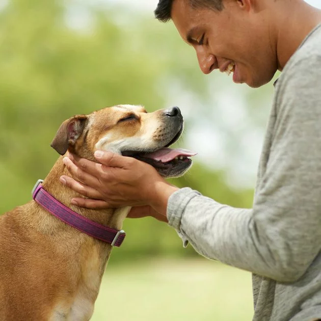 Frisco Outdoor Comfort Print Nylon Padded Collar, Large, Neck: 18 -26-in, Width: 1-in + Outdoor Ultra Reflective Rope Leash With Padded Handle, Boysenberry Purple, 6 - ft 7 Frisco Outdoor Comfort Print Nylon Padded Collar, Large, Neck: 18 -26-in, Width: 1-in + Outdoor Ultra Reflective Rope Leash With Padded Handle, Boysenberry Purple, 6 - ft - Image 5
