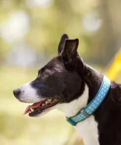 Frisco Outdoor Comfort Print Nylon Padded Collar, Medium - Neck: 14-20-in, Width: 3/4-in + Outdoor Ultra Reflective Rope Leash With Padded Handle, Bayou Teal, 6 - ft -Pet Food Gear Shop 319076 PT4. SY630 V1631148393