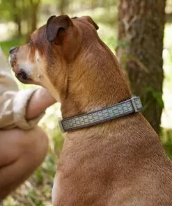 Frisco Outdoor Comfort Print Nylon Padded Collar, Medium - Neck: 14-20-in, Width: 3/4-in + Outdoor Ultra Reflective Rope Leash With Padded Handle, Stone Gray, 6 - ft -Pet Food Gear Shop 319080 PT4. SY630 V1631139979