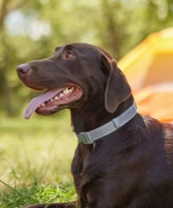 Frisco Outdoor Frisco Nylon Collar, Forest Green, Medium-Neck: 14-20-in, Width: 3/4-in + Rope Leash With Padded Handle, Stone Gray, 6-ft 15 Frisco Outdoor Frisco Nylon Collar, Forest Green, Medium-Neck: 14-20-in, Width: 3/4-in + Rope Leash With Padded Handle, Stone Gray, 6-ft -Pet Food Gear Shop 319104 PT4. SY630 V1631161597