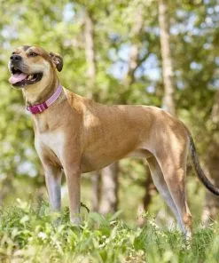 Frisco Outdoor Frisco Nylon Collar, Shadow Purple, Medium-Neck: 14-20-in, Width: 3/4-in + Rope Leash With Padded Handle, Boysenberry Purple, 6-ft -Pet Food Gear Shop 319112 PT4. SY630 V1631141209