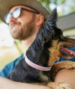 Frisco Outdoor Frisco Nylon Collar, Shadow Purple, Small-Neck: 10-14-in, Width: 5/8-in + Rope Leash With Padded Handle, Boysenberry Purple, 6-ft 15 Frisco Outdoor Frisco Nylon Collar, Shadow Purple, Small-Neck: 10-14-in, Width: 5/8-in + Rope Leash With Padded Handle, Boysenberry Purple, 6-ft -Pet Food Gear Shop 319114 PT4. SY630 V1631156790