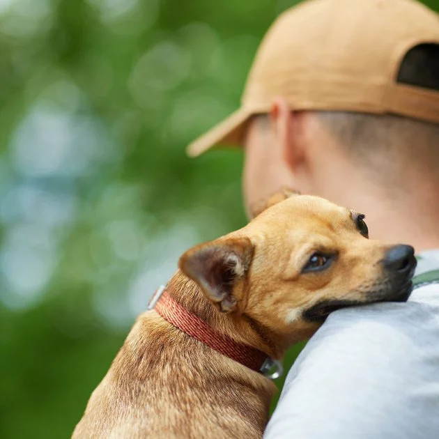 Frisco Outdoor Heathered Nylon Collar, Flamepoint Orange, Medium - Neck: 14-20-in, Width: 3/4-in + Dog Leash, Flamepoint Orange, Medium - Length: 6-ft, Width: 3/4-in 7 Frisco Outdoor Heathered Nylon Collar, Flamepoint Orange, Medium - Neck: 14-20-in, Width: 3/4-in + Dog Leash, Flamepoint Orange, Medium - Length: 6-ft, Width: 3/4-in - Image 5