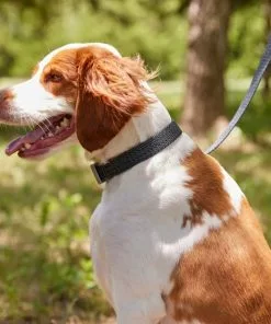 Frisco Outdoor Heathered Nylon Collar, Midnight Black, MD - Neck: 14-20-in, Width: 3/4-in + Dog Leash, Midnight Black, MD - Length: 6-ft, Width: 3/4-in -Pet Food Gear Shop 319126 PT4. SY630 V1631158899