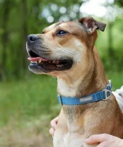 Frisco Outdoor Heathered Nylon Collar, River Blue, Large, Neck: 18 -26-in, Width: 1-in + Dog Leash, River Blue, Large - Length: 6-ft, Width: 1-in -Pet Food Gear Shop 319134 PT4. SY630 V1631139707