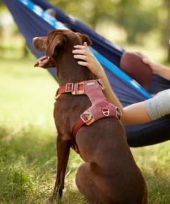 Frisco Outdoor Lightweight Ripstop Nylon Harness, Flamepoint Orange, Extra Large, Neck: 22 to 34-in, Girth: 32 to 44-in + Heathered Dog Leash, Flamepoint Orange, Large - Length: 6-ft, Width: 1-in -Pet Food Gear Shop 319148 PT4. SY630 V1631156493