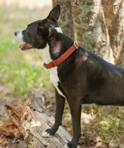 Frisco Outdoor Lightweight Ripstop Nylon Harness, Flamepoint Orange, Large, Neck: 18 to 28-in, Girth 24 to 34-in + Heathered Nylon Collar, Flamepoint Orange, Large, Neck: 18 -26-in, Width: 1-in -Pet Food Gear Shop 319154 PT8. SY630 V1631140888