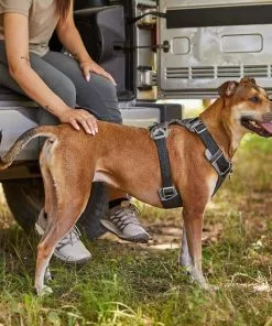 Frisco Outdoor Lightweight Ripstop Nylon Harness, Storm Gray, Large, Neck: 18 to 28-in, Girth 24 to 34-in + Heathered Dog Leash, Midnight Black, LG - Length: 6-ft, Width: 1-in -Pet Food Gear Shop 319200 PT5. SY630 V1631151695