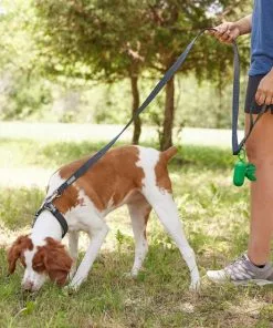 Frisco Outdoor Lightweight Ripstop Nylon Harness, Storm Gray, Large, Neck: 18 to 28-in, Girth 24 to 34-in + Heathered Dog Leash, Midnight Black, LG - Length: 6-ft, Width: 1-in -Pet Food Gear Shop 319200 PT8. SY630 V1631147195