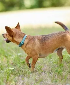 Frisco Outdoor Nylon Reflective Comfort Padded Collar, Bayou Teal, Extra Small, Neck: 8-12-in, Width: 5/8th-in + Dog Leash, Bayou Teal, Small - Length: 6-ft, Width: 5/8-in 15 Frisco Outdoor Nylon Reflective Comfort Padded Collar, Bayou Teal, Extra Small, Neck: 8-12-in, Width: 5/8th-in + Dog Leash, Bayou Teal, Small - Length: 6-ft, Width: 5/8-in -Pet Food Gear Shop 319212 PT4. SY630 V1631151371