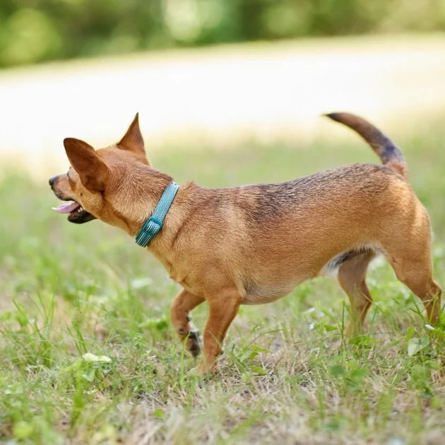Frisco Outdoor Nylon Reflective Comfort Padded Collar, Bayou Teal, Extra Small, Neck: 8-12-in, Width: 5/8th-in + Dog Leash, Bayou Teal, Small - Length: 6-ft, Width: 5/8-in 7 Frisco Outdoor Nylon Reflective Comfort Padded Collar, Bayou Teal, Extra Small, Neck: 8-12-in, Width: 5/8th-in + Dog Leash, Bayou Teal, Small - Length: 6-ft, Width: 5/8-in - Image 5