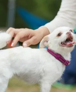 Frisco Outdoor Nylon Reflective Comfort Padded Collar, Boysenberry Purple, Extra Small, Neck: 8-12-in, Width: 5/8th -in + Dog Leash, Boysenberry Purple, Small - Length: 6-ft, Width: 5/8-in -Pet Food Gear Shop 319220 PT4. SY630 V1631152272